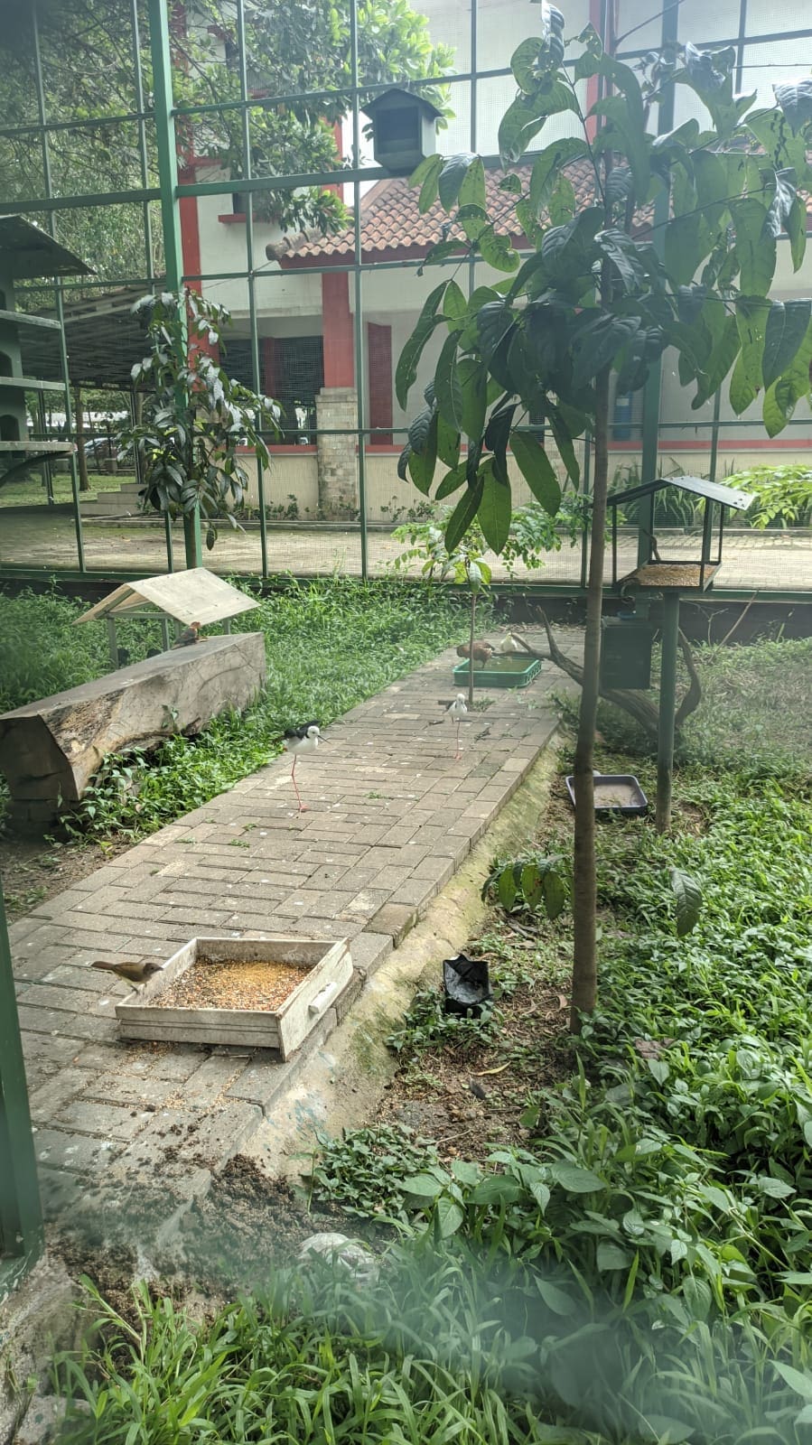 sangkar burung telkom university 1