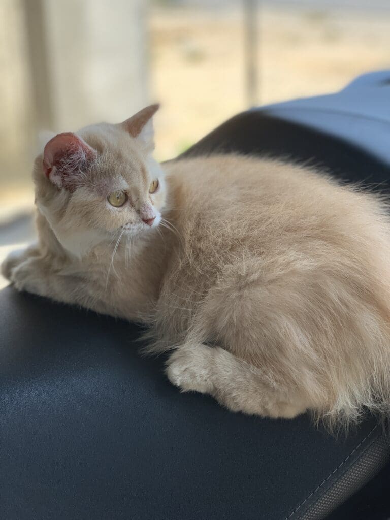 4739B4B4 761B 4D49 BC39 210EE0000AC3 scaled