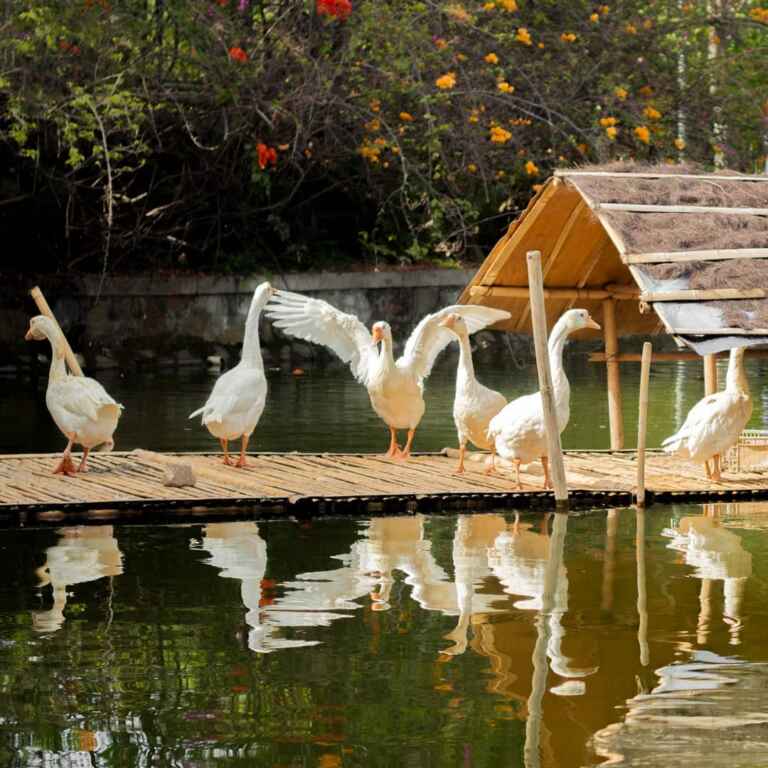 animal life at telkom university