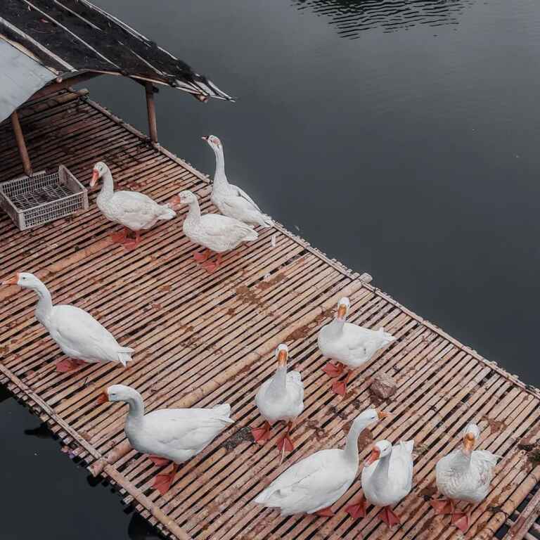 penjaga danau galau telkom university
