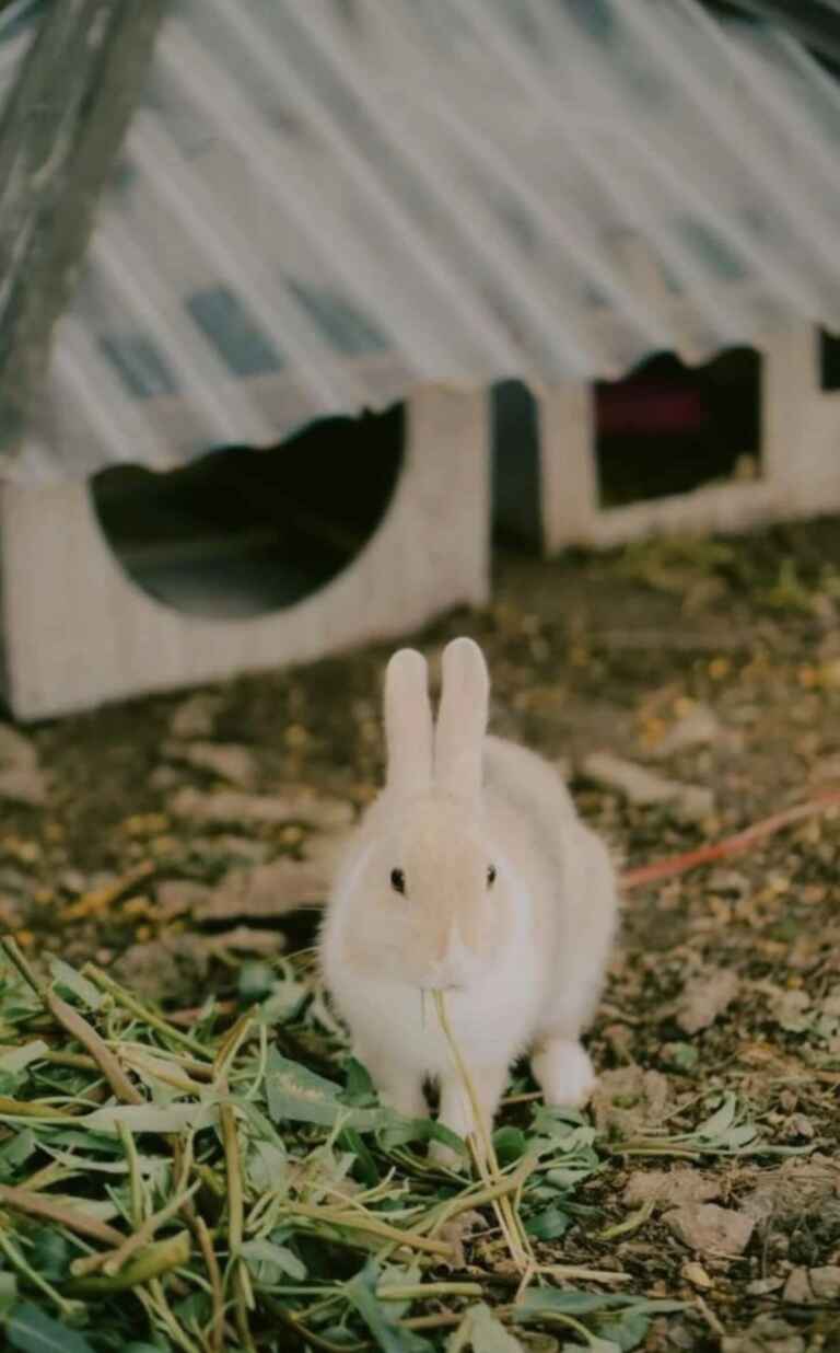 rabbit at telkom unuversity