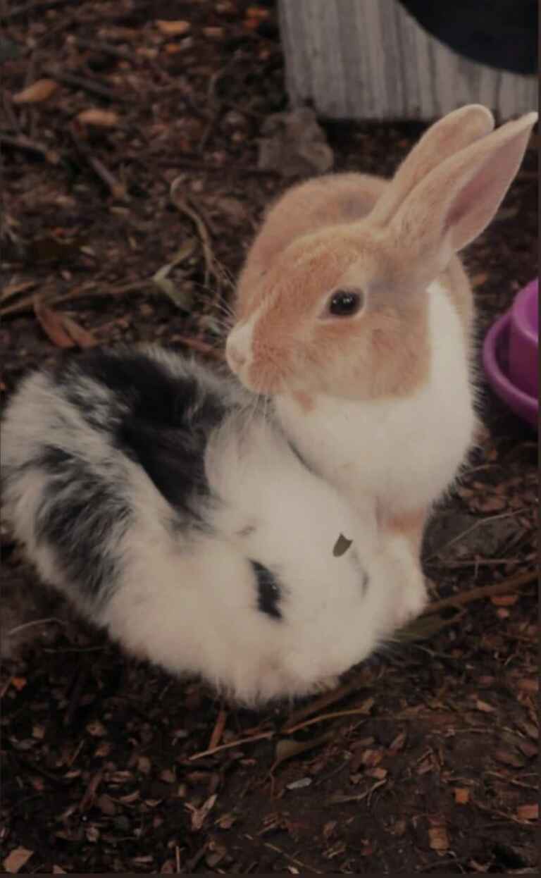 taman kelinci di telkom university