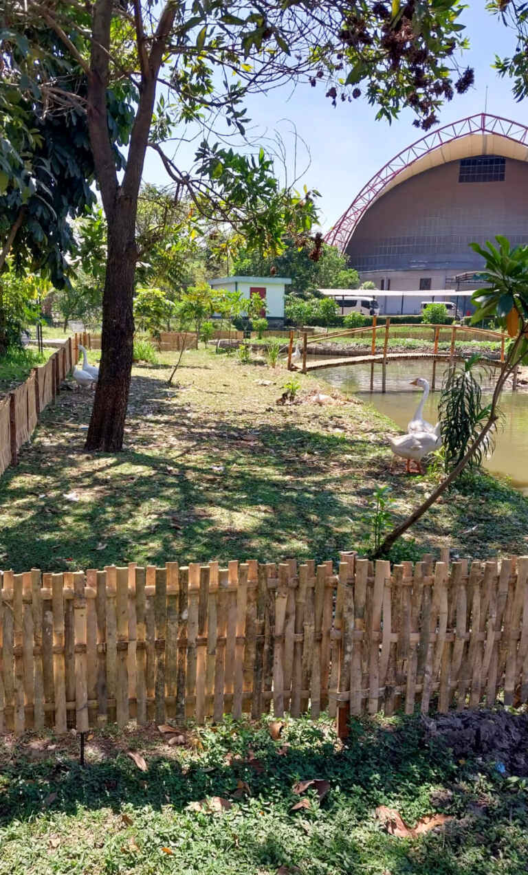 Angsa Tampak Samping Kanan