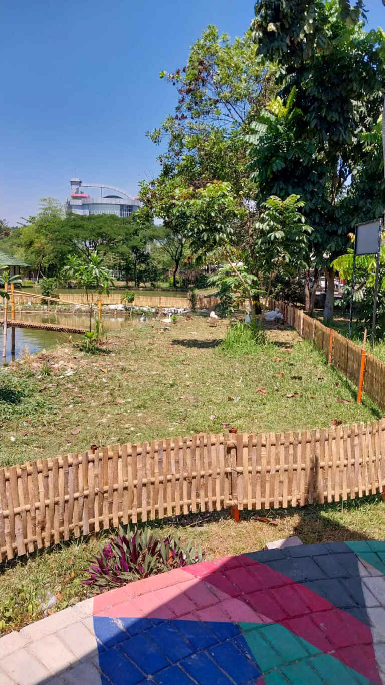 Soang Tampak Samping Kiri