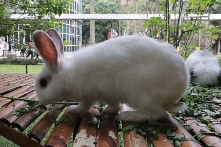 0c91c98c def0 49ca 8938 a2ea059d625a